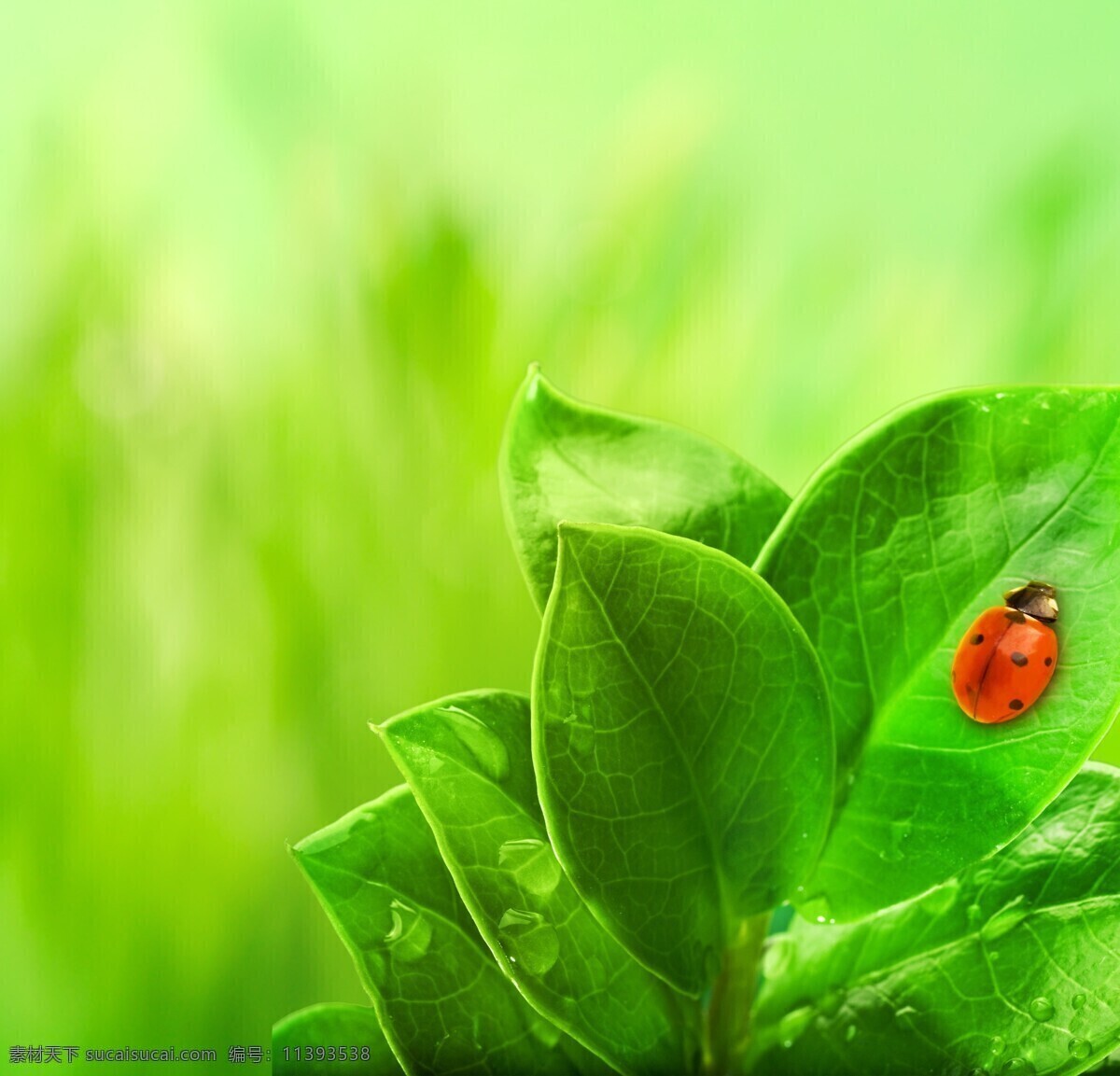 绿色 绿叶 瓢虫 清新 生态 树叶 水滴 设计素材 模板下载 绿叶瓢虫 水珠 自然 自然风光设计 自然风光 自然景观 psd源文件