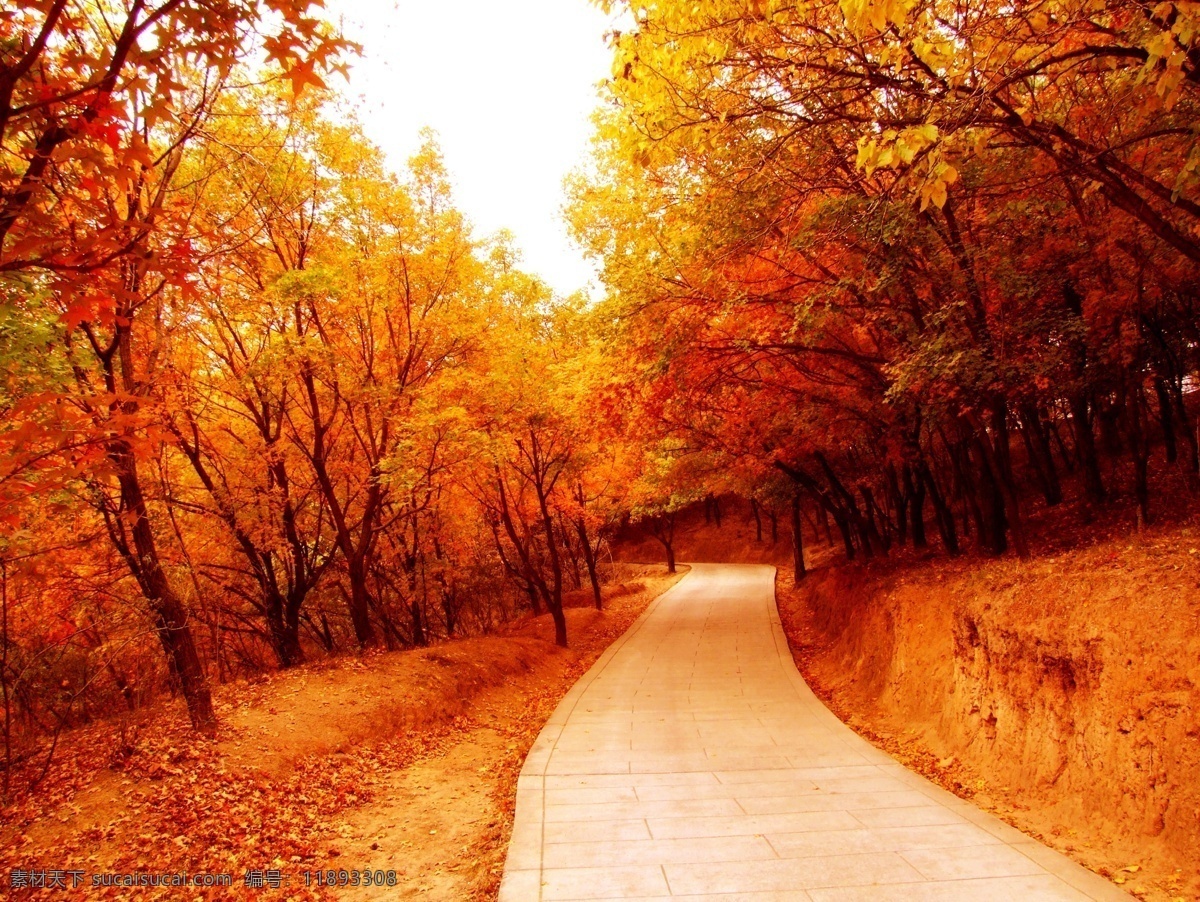 枫林小路 花草 树木 小路 树叶 白色天空 自然风景 自然景观