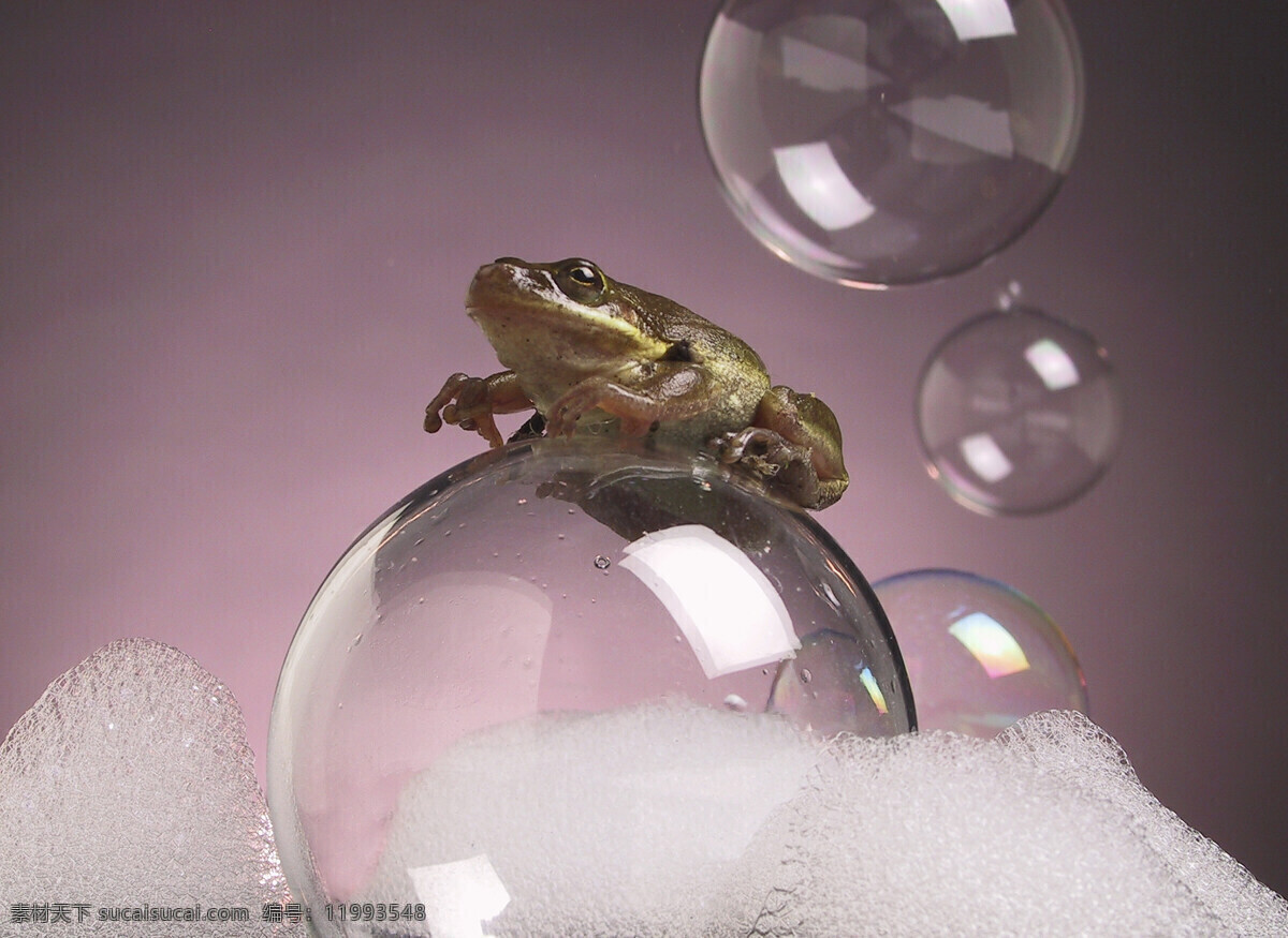 停 泡泡 上 小 青蛙 动物 两栖动物 小青蛙 气泡 泡沫 七彩 幻想 梦幻 唯美 陆地动物 生物世界