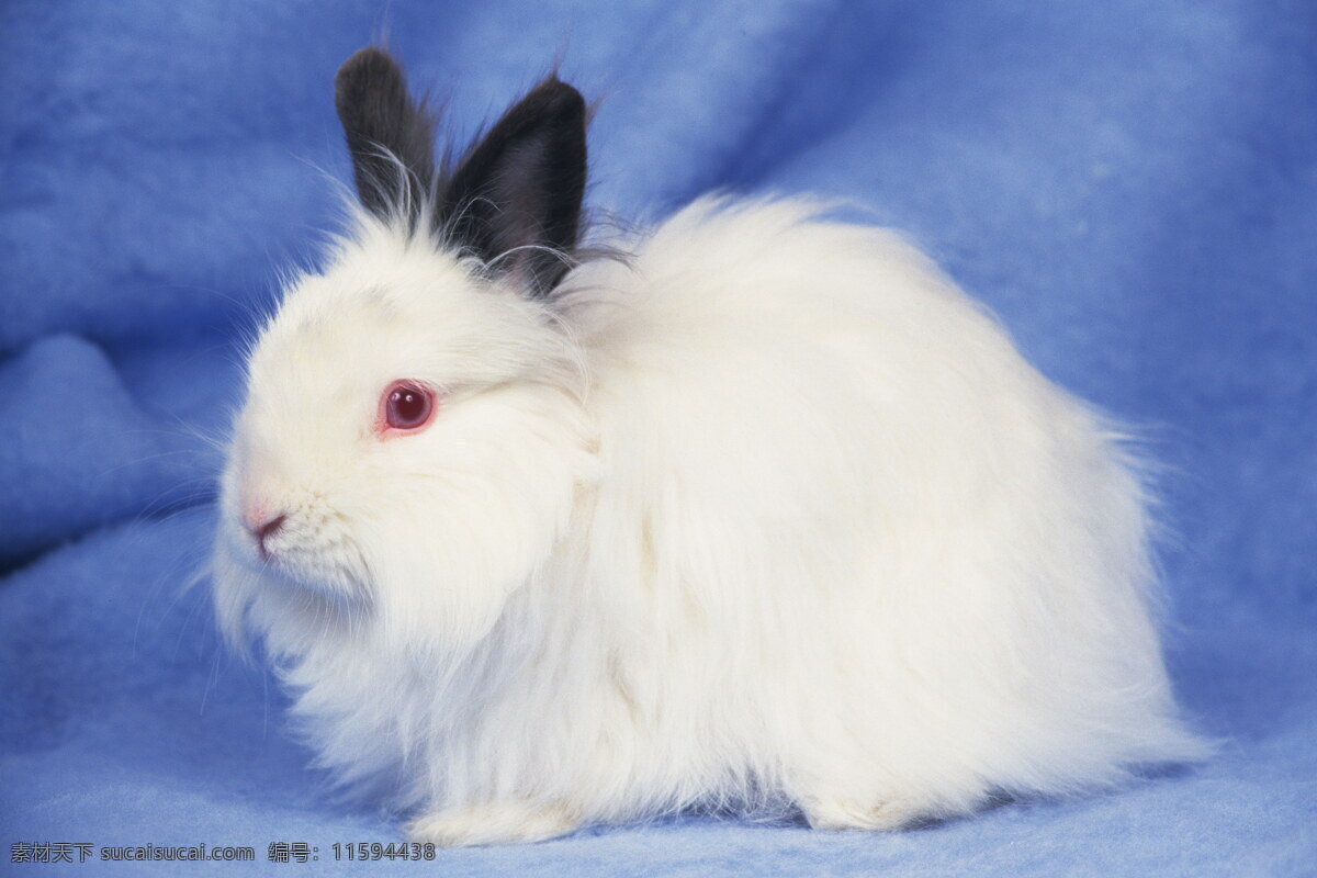 动物免费下载 动物 兔子 小兔 小兔图片 生物世界