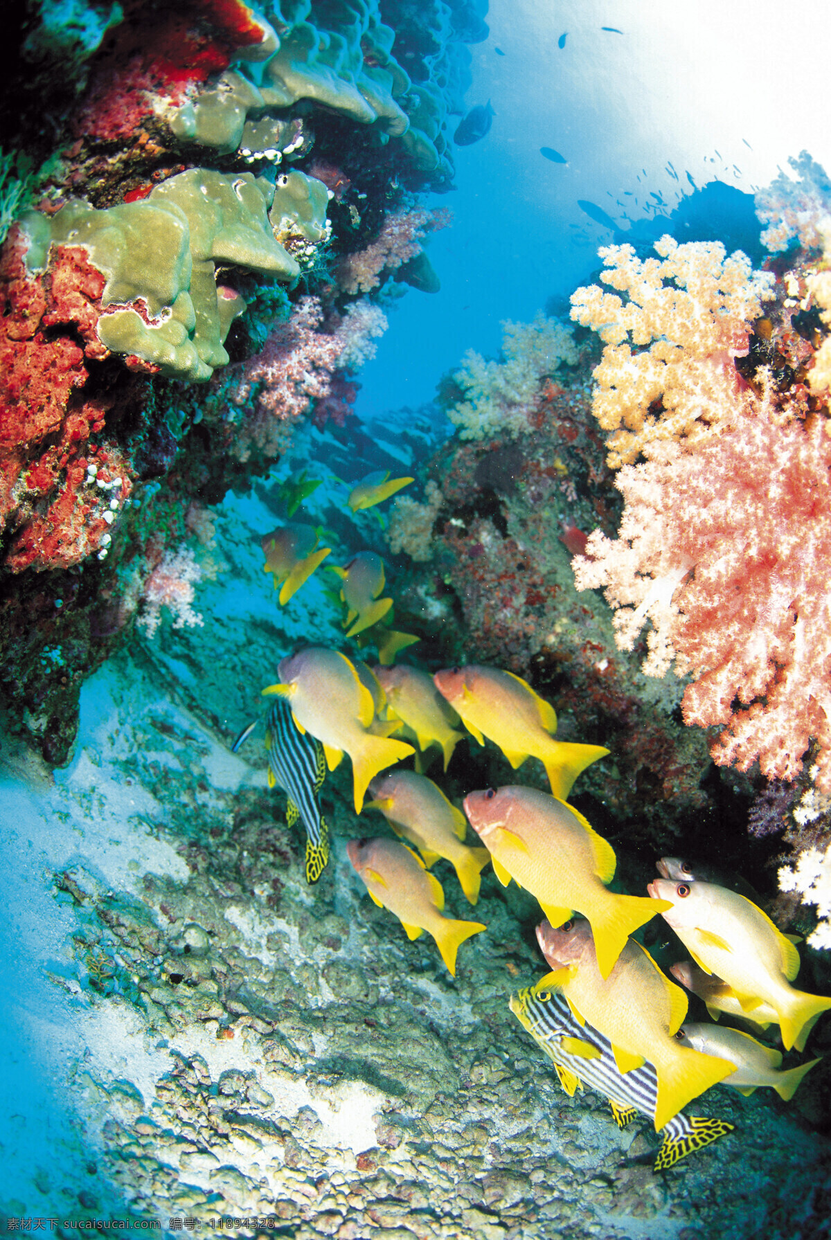 梦幻海洋 海洋鱼 海底鱼 黄色鱼特写 海洋鱼类 热带鱼 观赏鱼特写 珊瑚礁 珊瑚藻 海洋藻类 观赏藻 海底微生物 微生物特写 海底植物 深海植被 水族馆 海底世界 深海海水 海洋生物 生物世界
