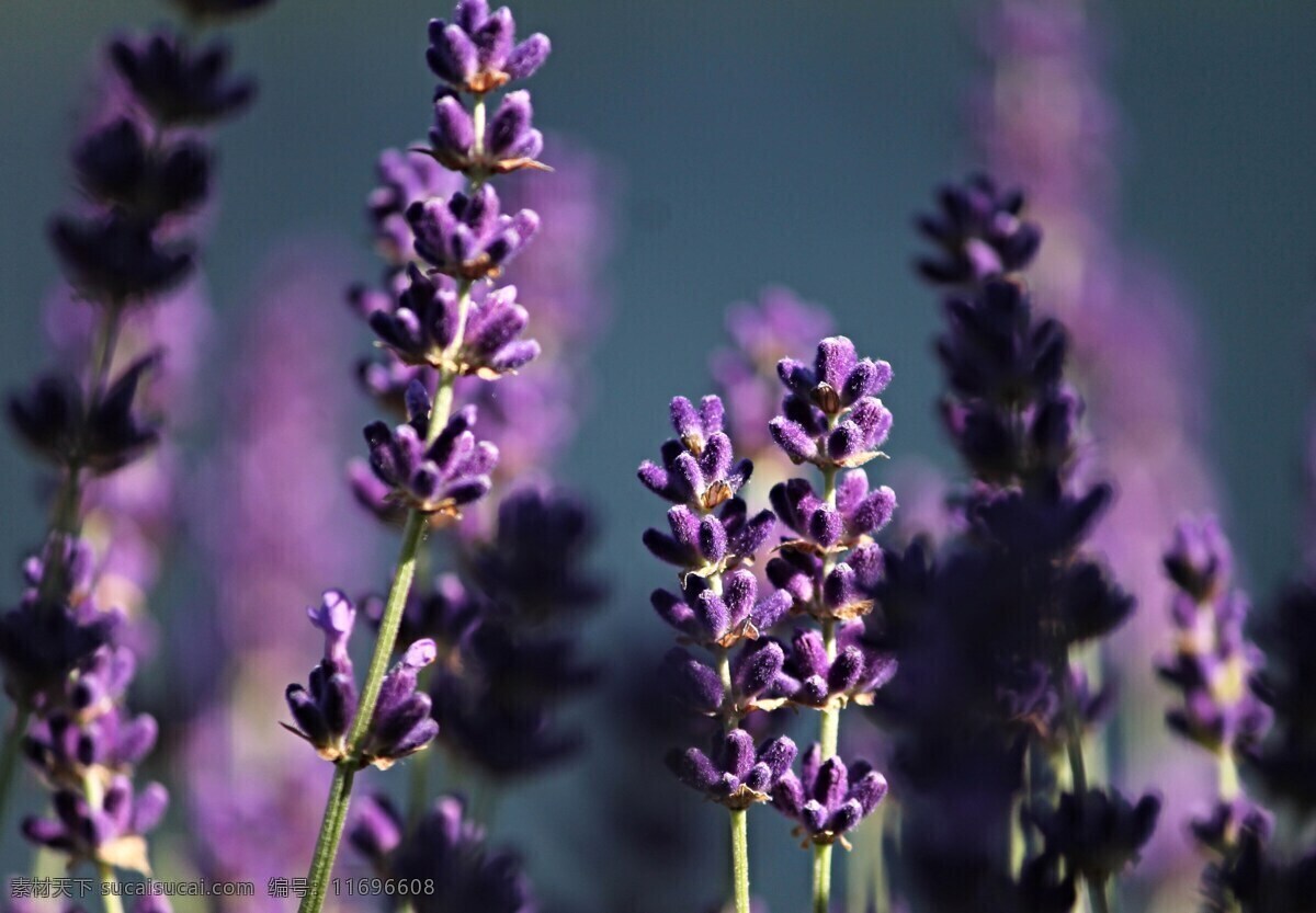 薰衣草 薰衣草花 紫色薰衣草 紫色 紫色花朵 花朵 鲜花 花卉 花瓣 花枝 花草 蜜蜂 植物 生物世界