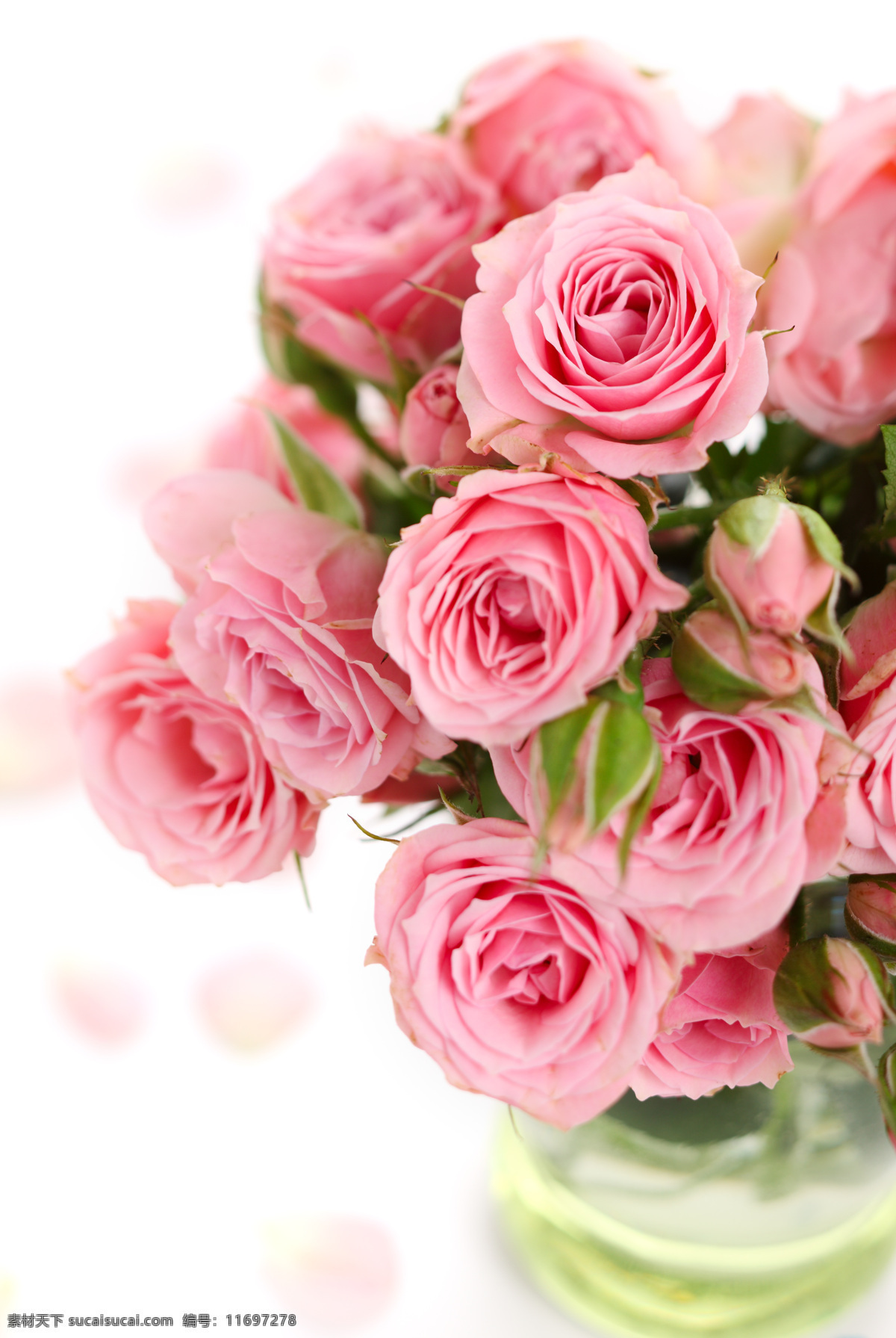 花瓶 中 粉色 玫瑰 鲜花 花束 植物 花草主题 花草 生物世界