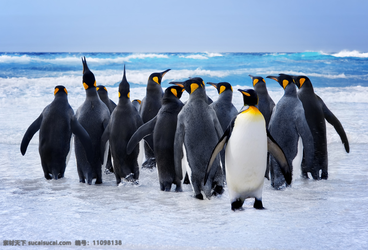 南极 企鹅 动物世界 动物摄影 陆地动物 生物世界 黑色