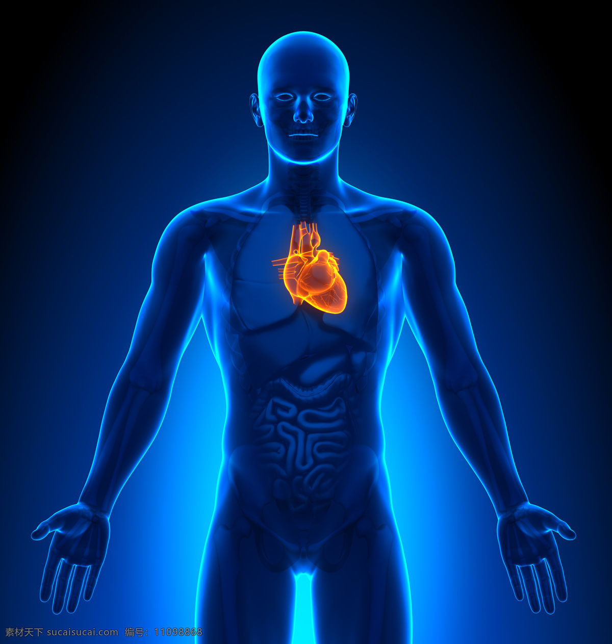 人 心脏 人的心脏 医学 肝脏 内脏 医疗护理 医疗保健 现代科技