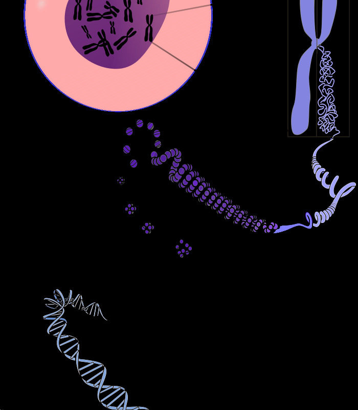 染色体 解构 dna 粉红色的 蓝色的 遗传学 紫色的 科学类 插画集