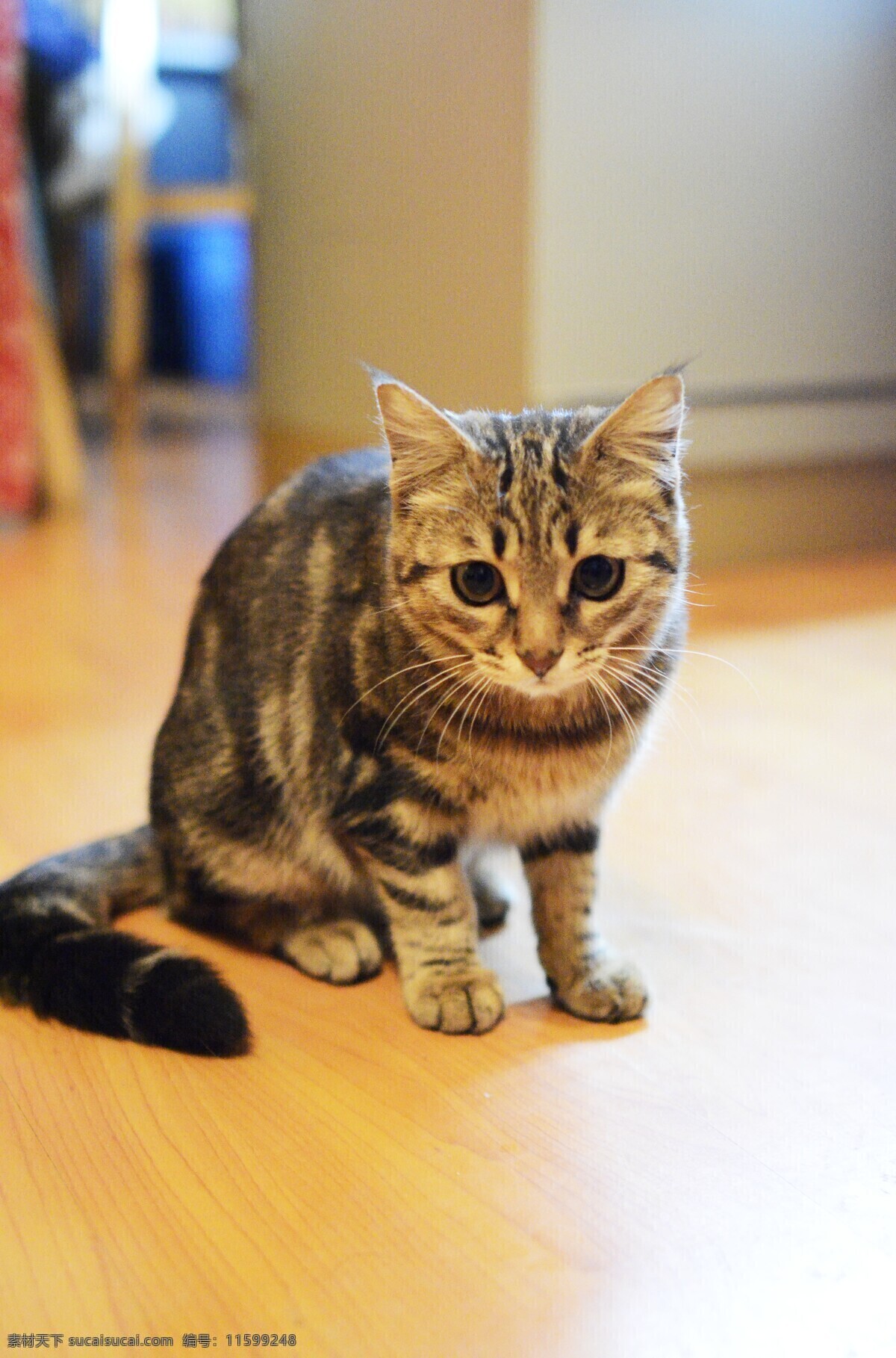 小猫 家禽家畜 生物世界