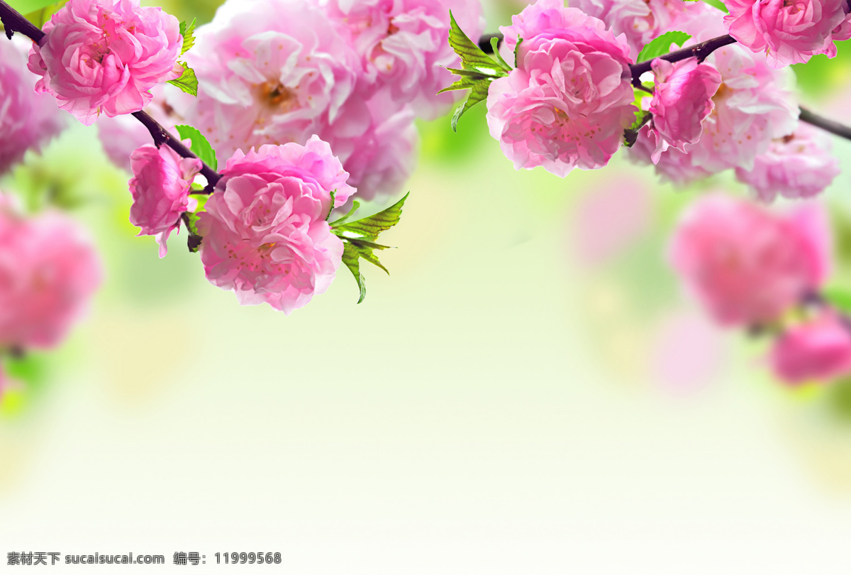 桃花 背景 墙 春天 春光 自然 清新 背景图 花卉 花朵 美丽 背景墙 装饰画 免费素材
