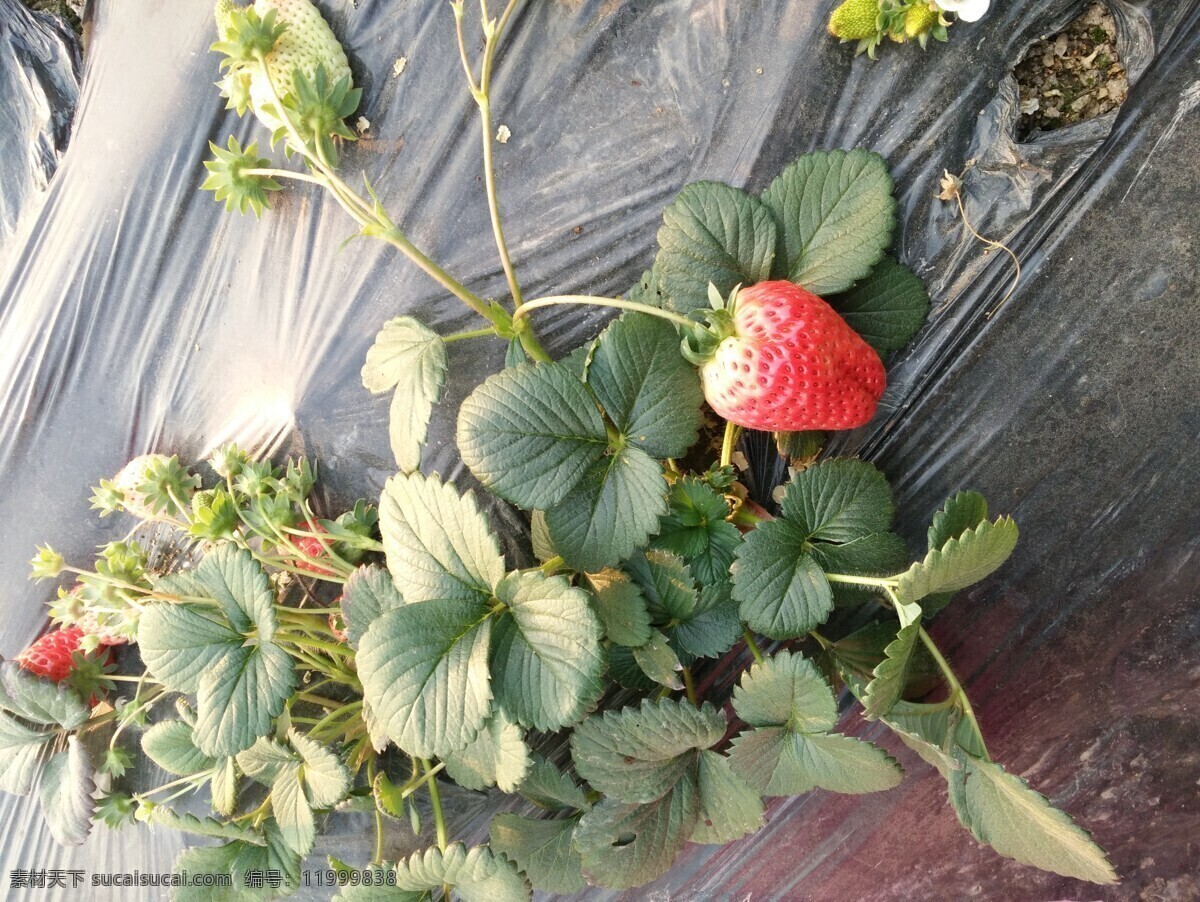 草莓熟了 红草莓 红果子 水果 果子 草莓叶子 叶子 自然景观 自然风景