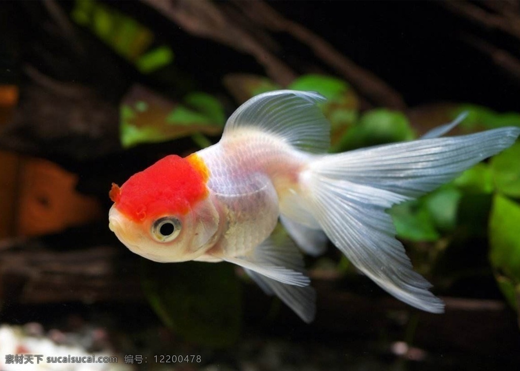 金鱼图片 金鱼 银白色 橙色 水生动物 大鱼