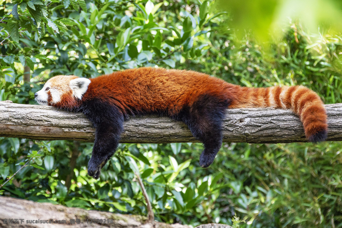 小熊猫 ailurus fulgens 红熊猫 红猫熊 lesser panda 九节狼 金狗 red 熊猫