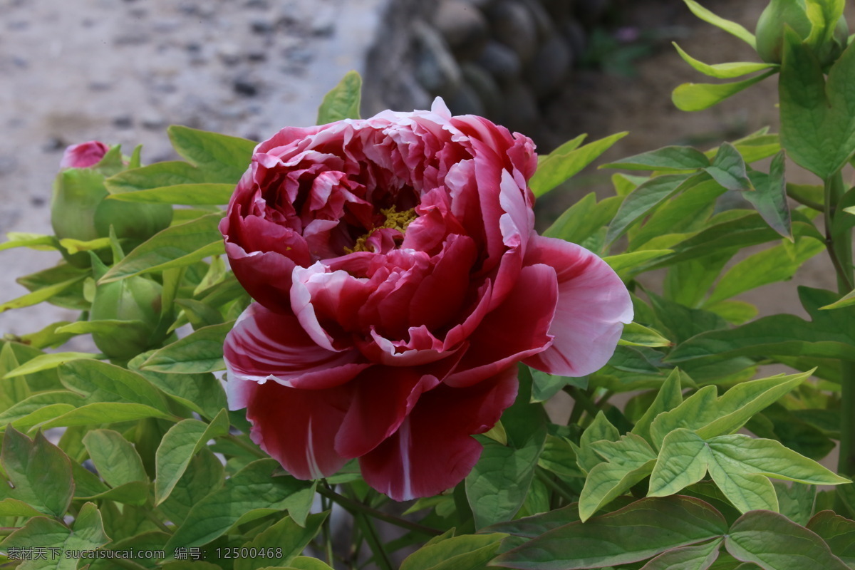 牡丹花 牡丹 观赏花卉 鼠姑 木芍药 百雨金 洛阳花 花朵 花瓣 花蕊 花卉 花儿 花草 植物 园林绿化 绿化景观 芍药牡丹 生物世界