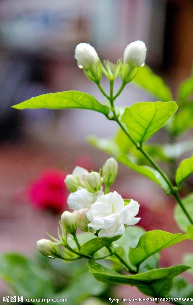 茉莉花 雪白 美丽 白色 雨后 香 花草树木 生物世界 花草