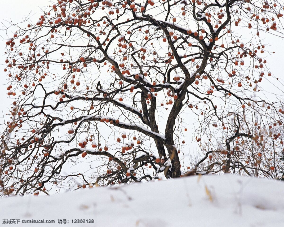 雪 中 柿子 树 雪中的柿子树 柿子树 雪景 冻柿 冬柿子 生物世界 树木树叶