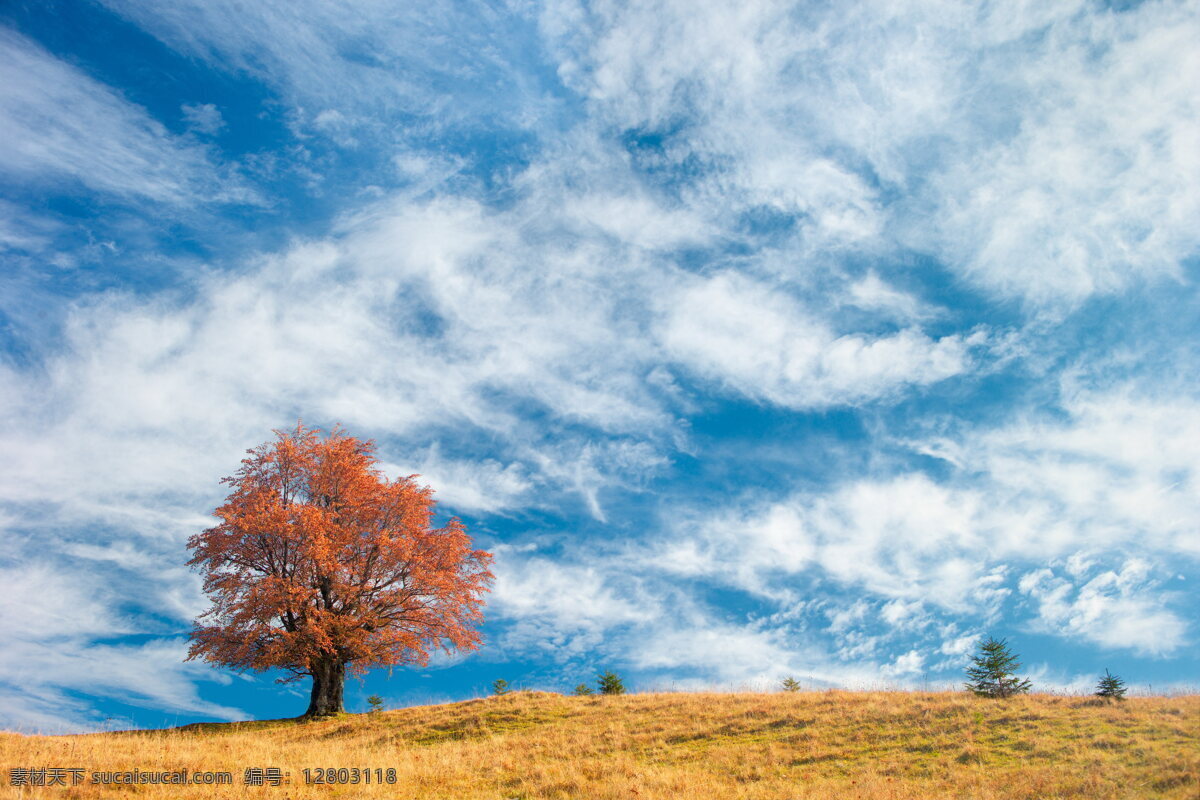 美景 秋季美景 秋天 金秋 天空 秋季 蓝天 白天 云层 云朵 蓝天白云 树木 枯叶 叶子 树叶 枯草 草地 杂草 秋天风光 自然景观 自然风景