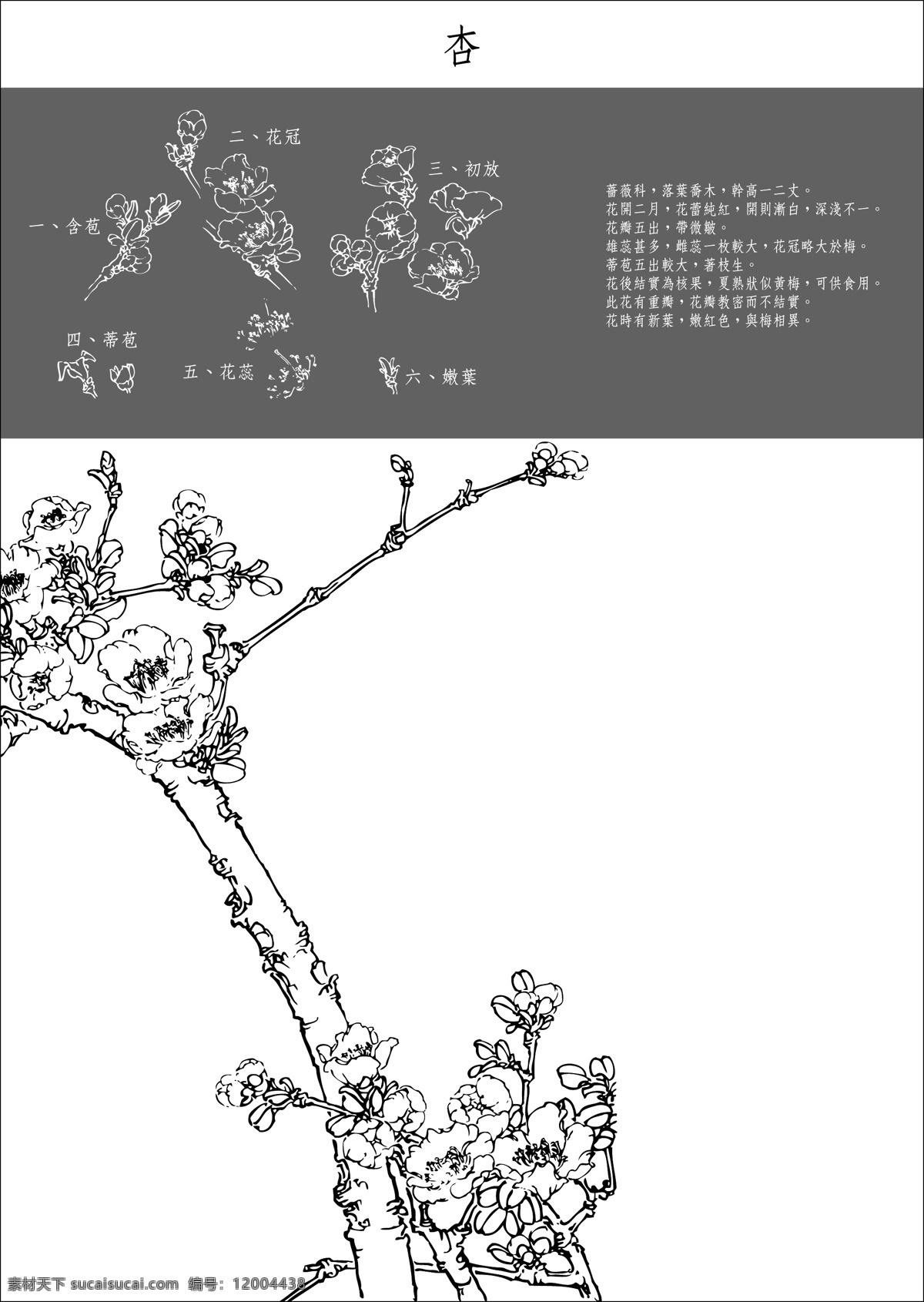 中国 工笔画 图谱 杏 花蕾 花苞 枝叶 花型 手绘 插画 矢量元素 卡通设计