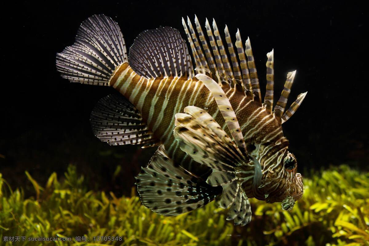 海洋生物 海底生物 海洋动物 动物摄影 海底世界 海洋素材 海底素材 鱼类 海洋 鱼 生物世界