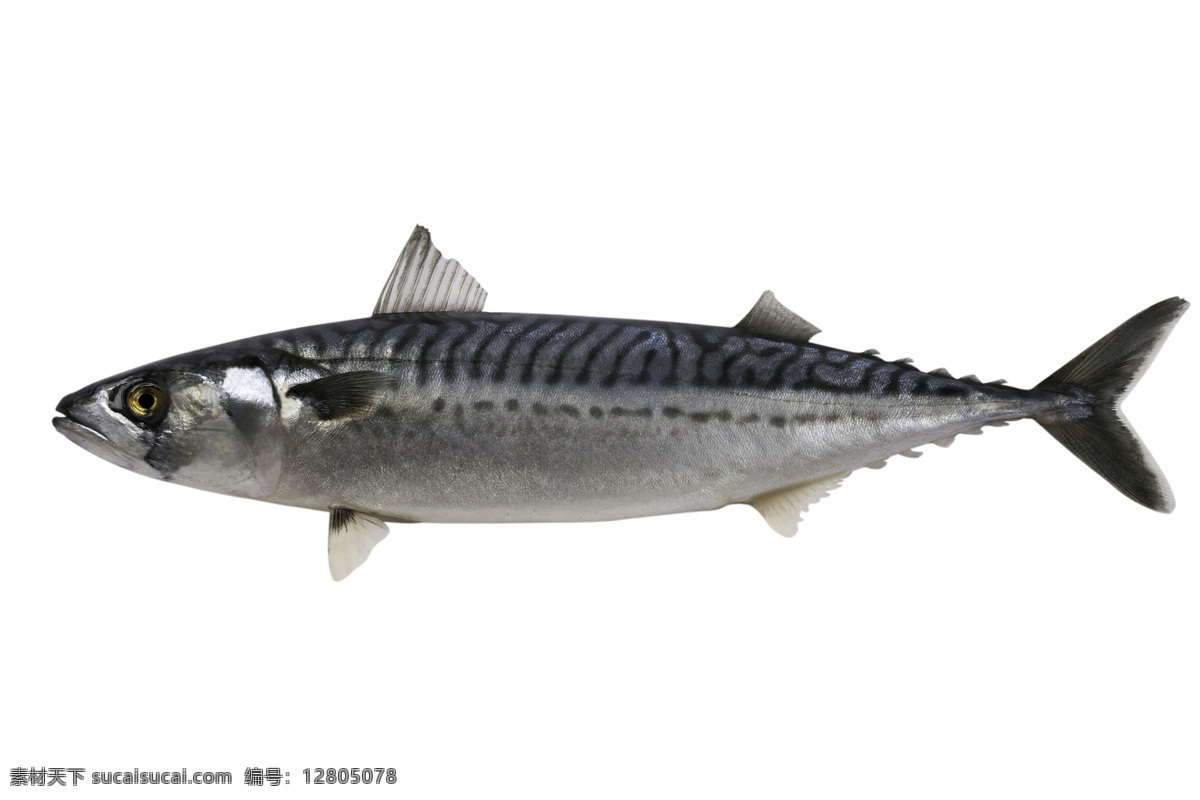 秋 刀鱼 鱼 鱼类动物 鱼类摄影 淡水鱼 水中生物 食材 生物世界