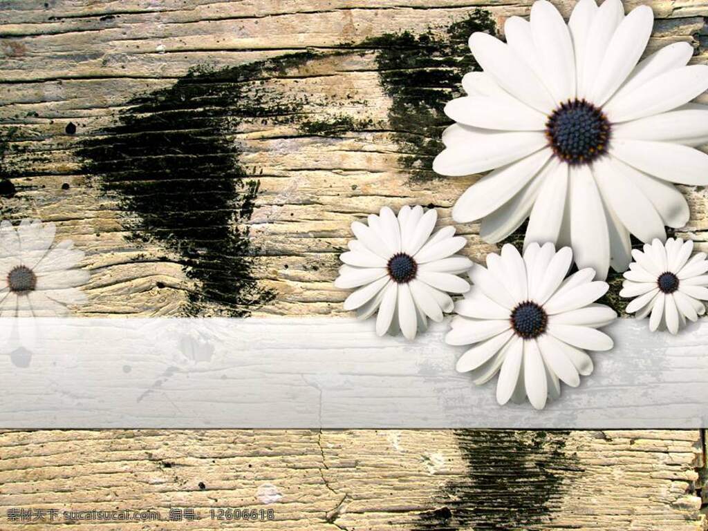 怀旧 木纹 白菊花 模板 节日