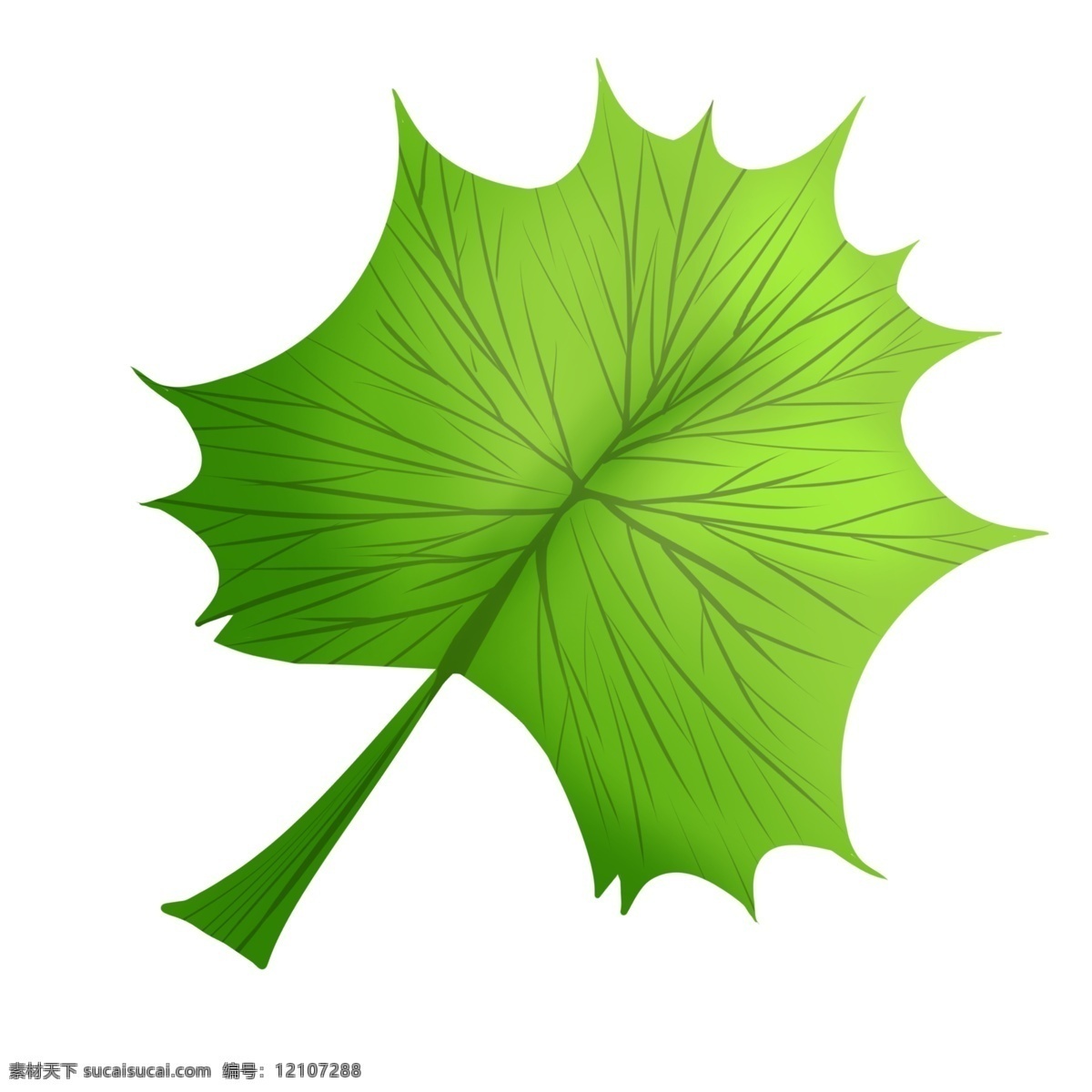 片 绿色 枫叶 插画 漂亮的枫叶 植物 绿色叶子 叶子植物 一片枫叶 绿色枫叶 枫叶插画