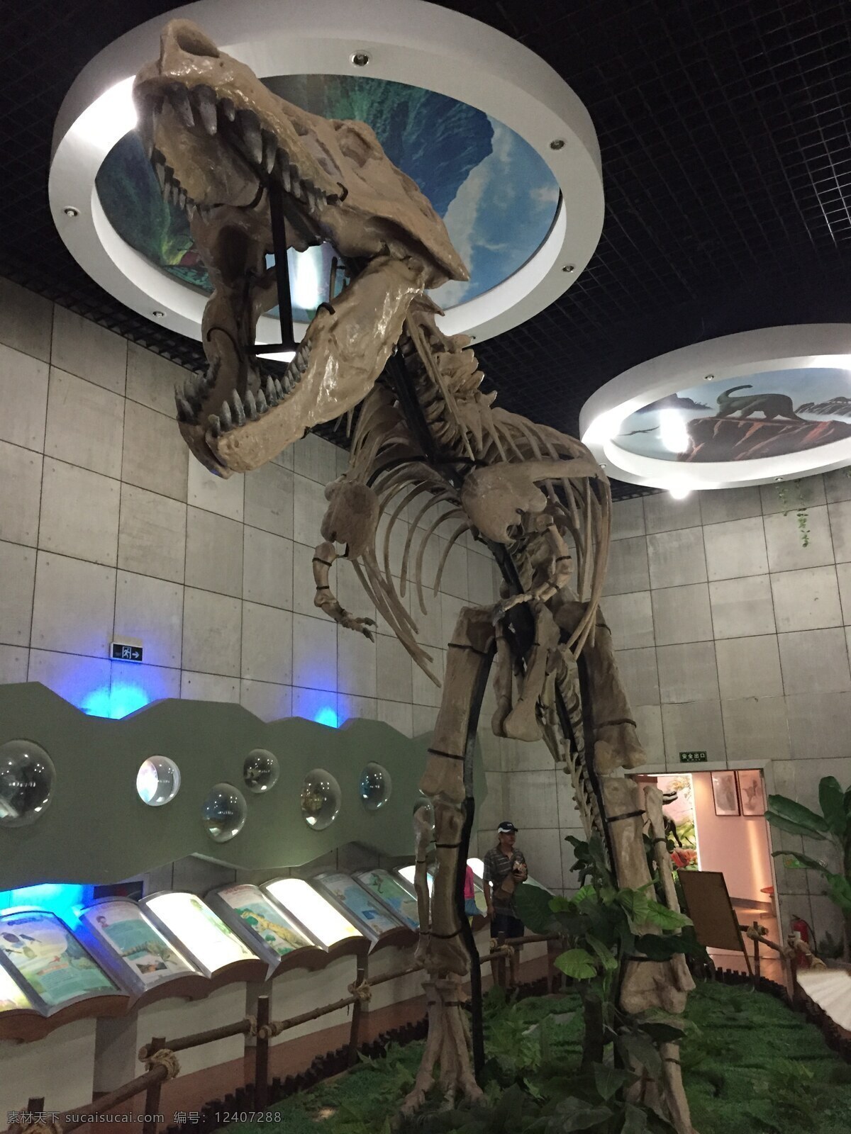 恐龙化石 恐龙 化石 骨架 诸城 暴龙 巨型 远古 动物 生物世界 野生动物