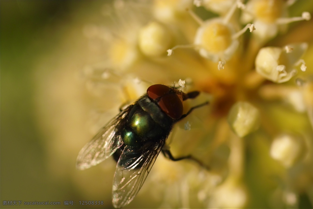 昆虫 世界 苍蝇 花朵 生态 生物 生物世界 植物 昆虫世界 自然
