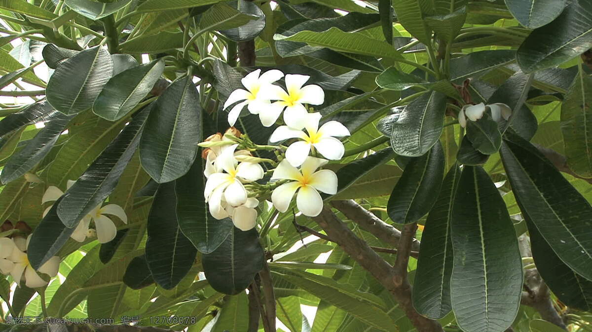 帕皮提 fragipani 花 股票 视频 岛 热带 叶 植物 塔希提 法属波利尼西亚 其他视频