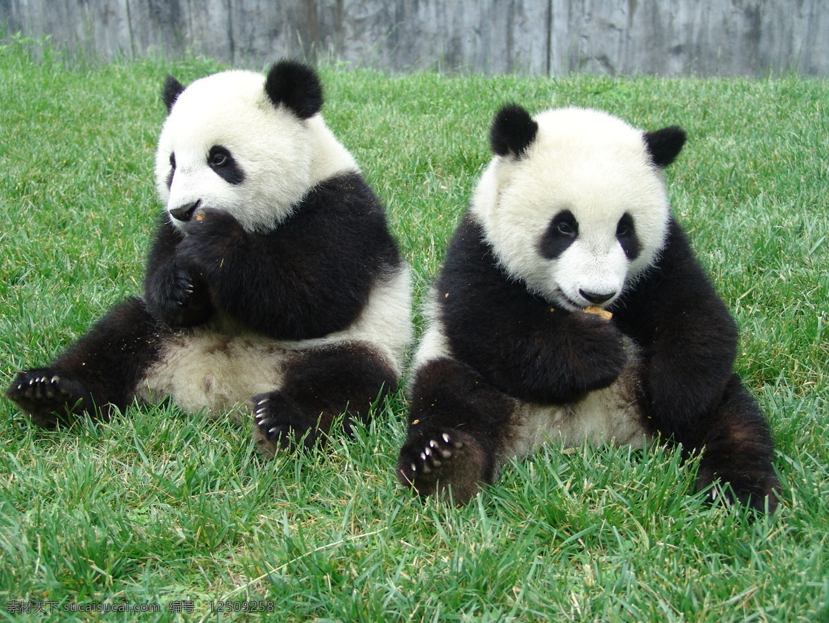 大熊猫 国宝 野生动物 生物世界