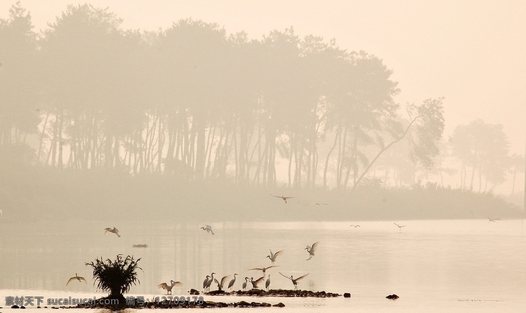 白鹭 水 和谐 飞翔 早晨 晨曦 暖色调 晨雾 雾蒙蒙 飞鸟 起飞 飞舞 鸟类 生物世界