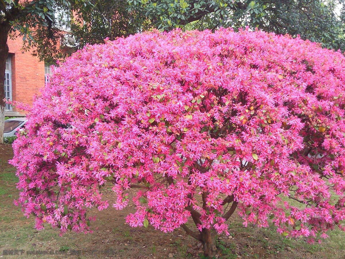 春意盎然 粉红色 校园 木本 春季 生机 花草 生物世界