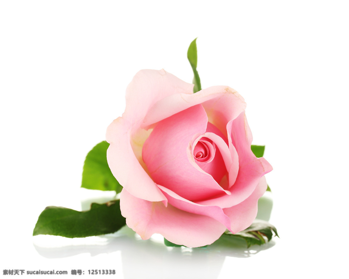 朵 玫瑰花 情人节 植物花朵 美丽鲜花 漂亮花朵 花卉 鲜花摄影 花草树木 生物世界 白色