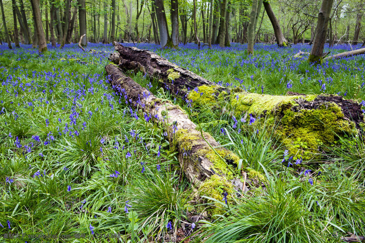 森林 中 蓝色 花丛 原始森林 树木 自然风光 山水风景 风景图片