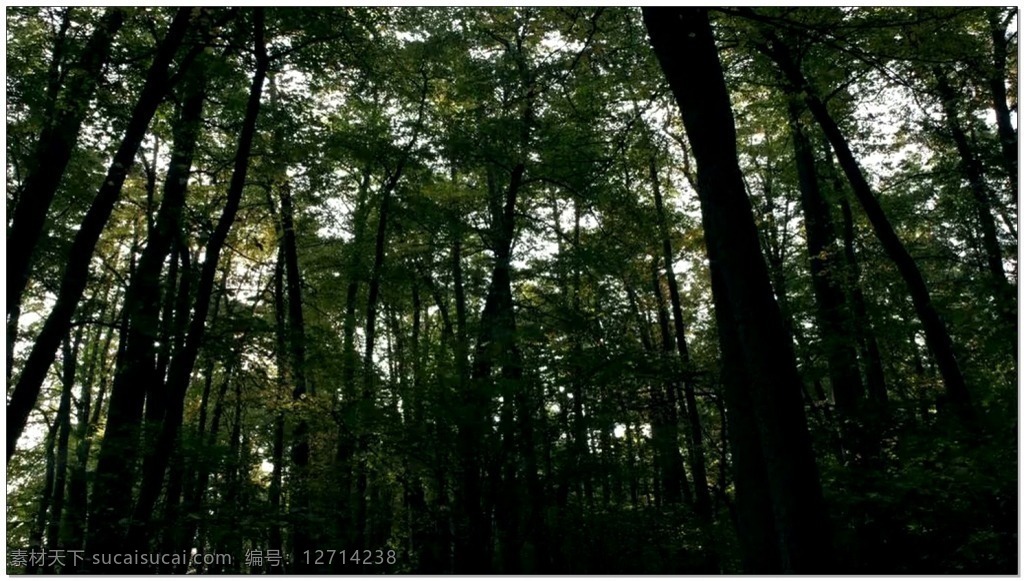 绿色 森林 动态 视频 树林 自然 视频素材 动态视频素材