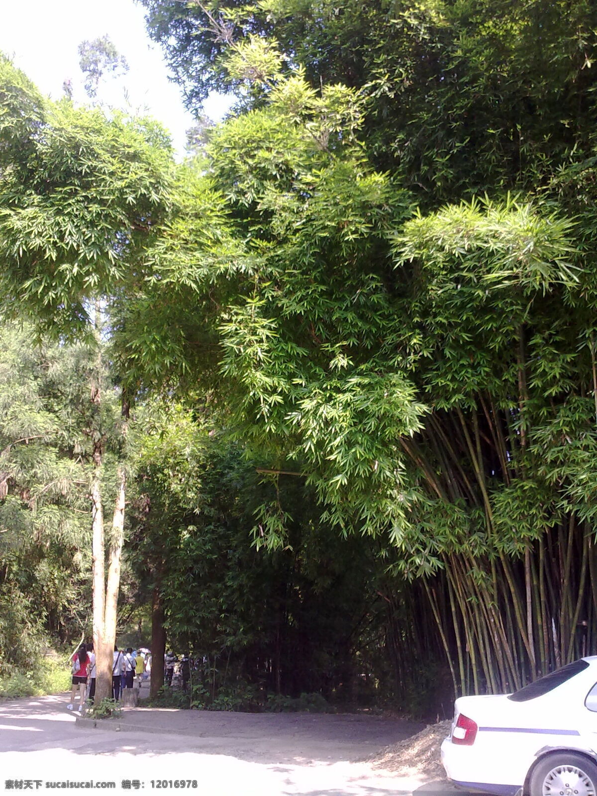 凤尾竹 迷人 福建 武夷山 南方植物 茂盛 春光 竹子 绿化植物 自然风景 自然景观