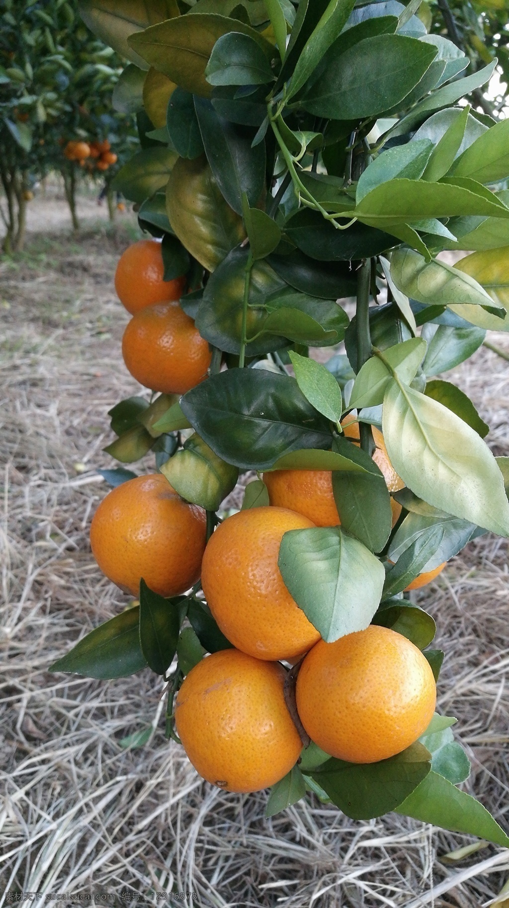 皇帝柑 贡柑 贵妃柑 柑橘 橘子 橙子