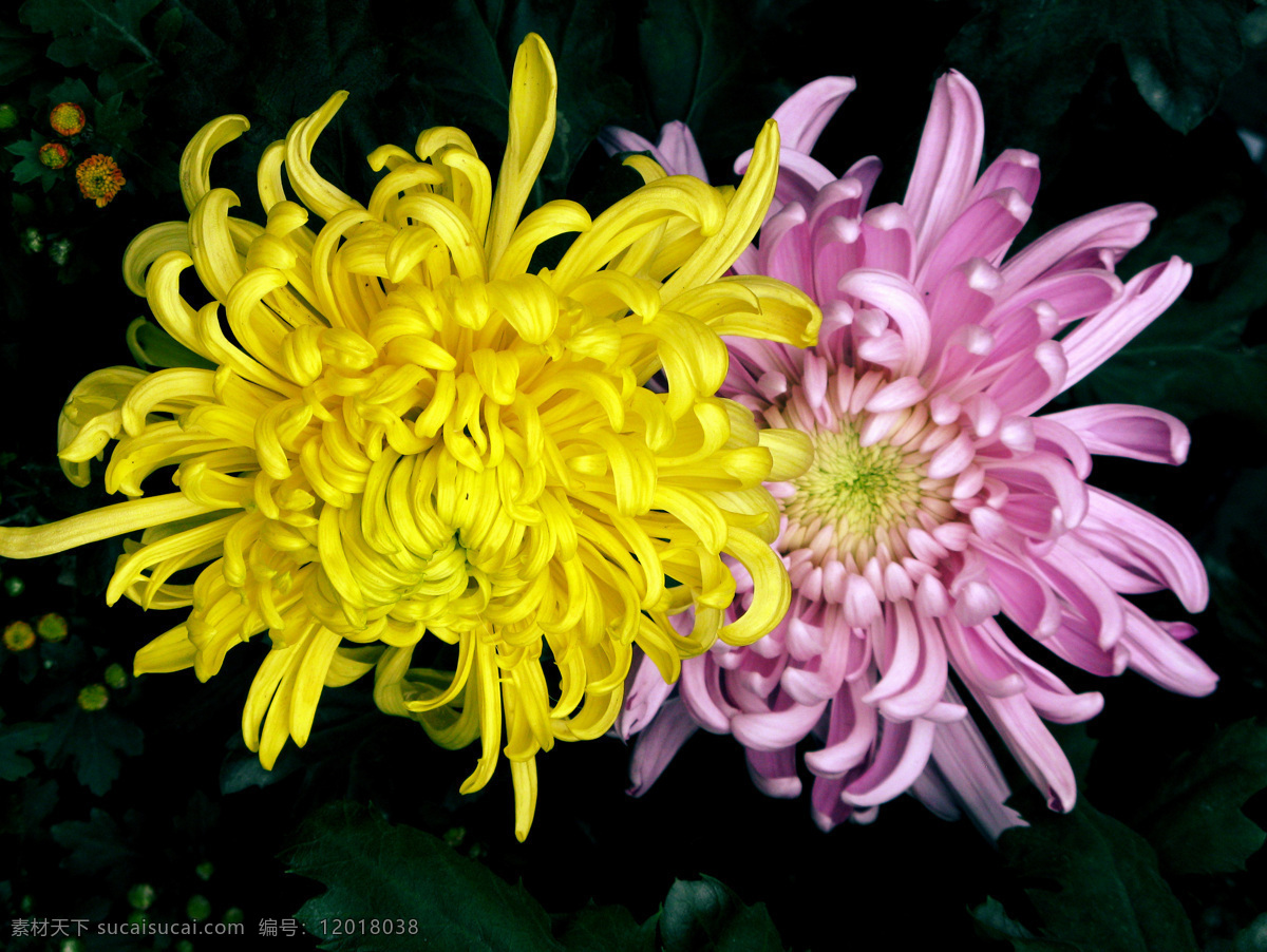 菊花争艳 菊花 花卉 花草 生物世界