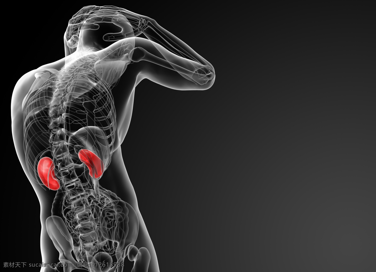 人体骨骼结构 肾脏 肾脏结构 脊柱 颈椎 人体结构 人体骨骼 人体肌肉 人体标本 人体构造 医学标本 科学研究 现代科技