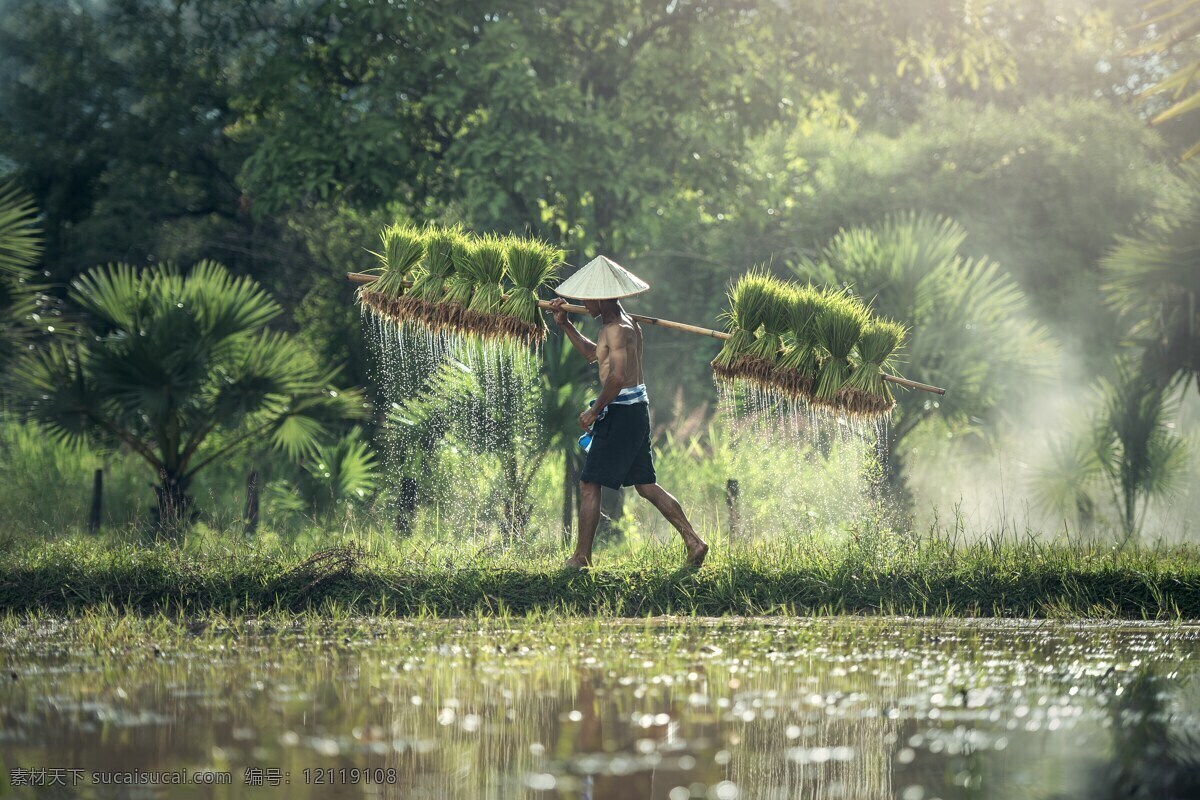 田间的农名 东南亚 泰国 水稻 工作的人民 劳动人民 田间 宁静 旅游摄影 国外旅游