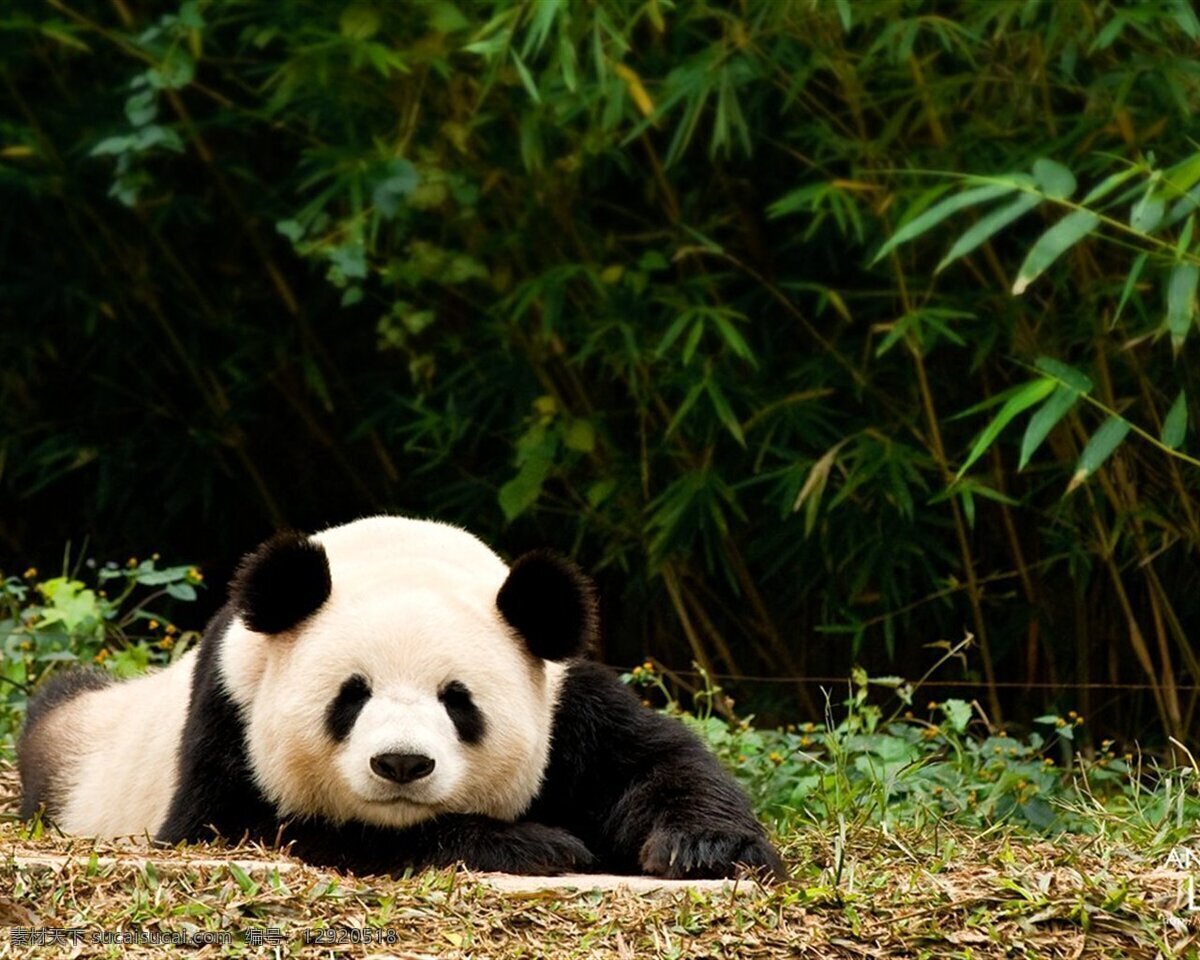 大熊猫 动物世界 生物世界 可爱的熊猫 国宝 竹子 趴着的熊猫 图片专辑 野生动物