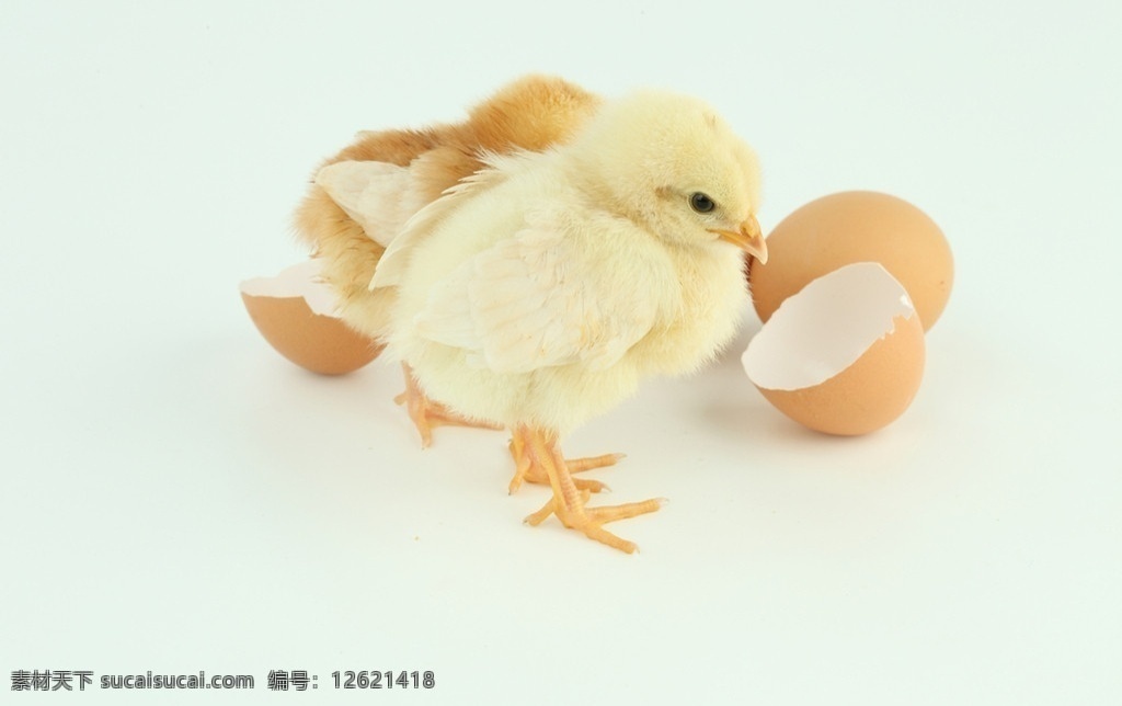 鸡宝宝 稚鸡 孵出的小鸡 破壳 而出 小鸡 毛茸茸的小鸡 小鸡崽 雏鸡 家禽 小生命 破壳而出 刚出生的小鸡 鸡蛋壳 家禽家畜 生物世界