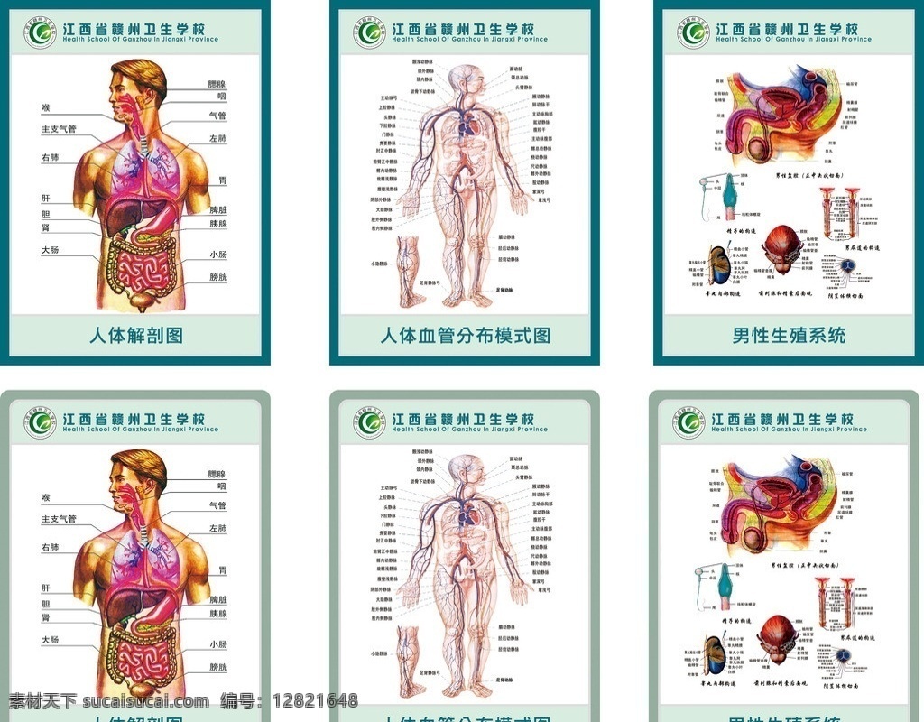 医学院挂画 医学挂画 人体医学 校园学习挂图 解剖图 卫生学校 知识 挂图 知识挂图 传统文化 文化艺术 矢量