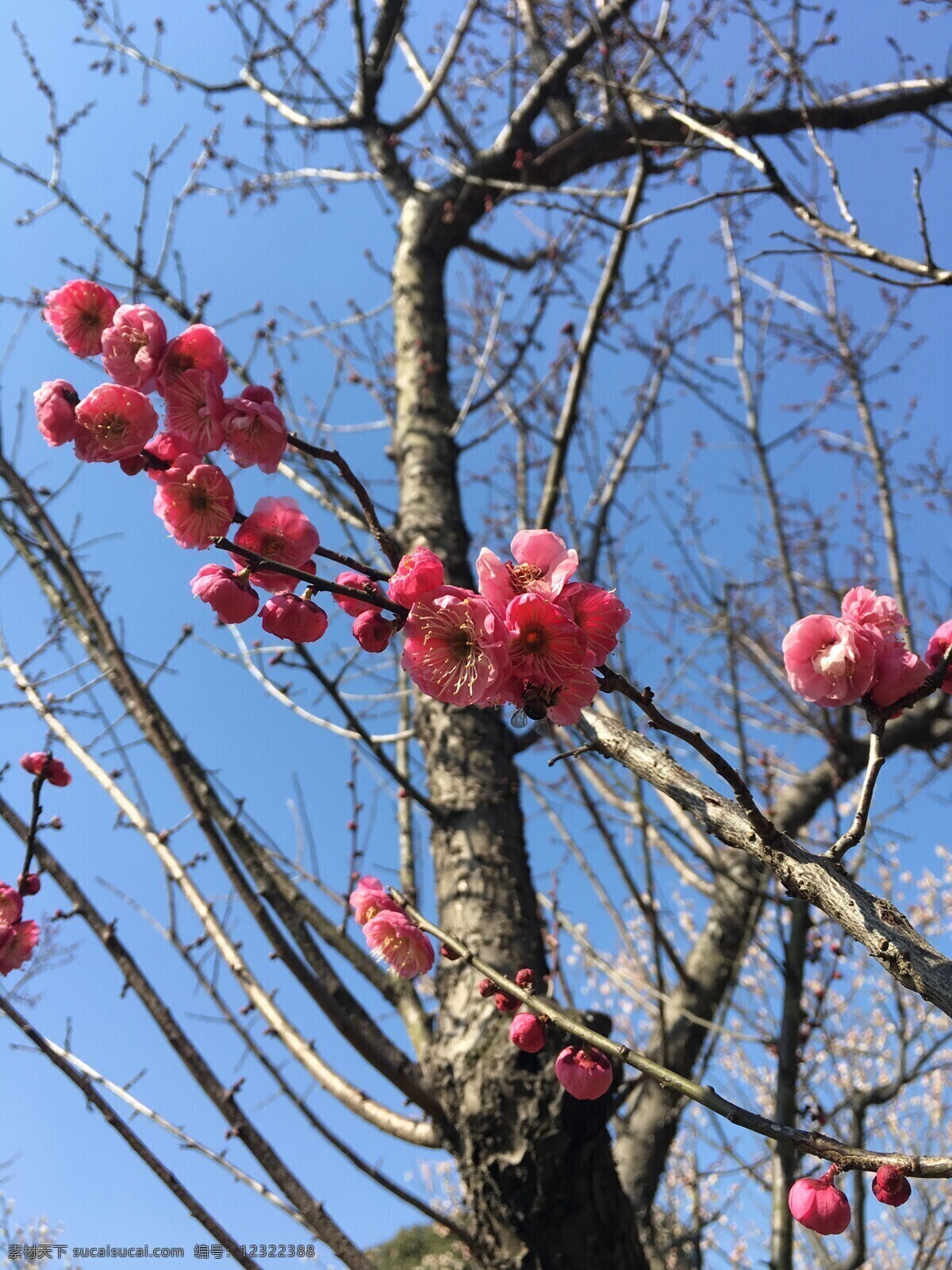 早春 二月 无锡 梅园 梅花 生物世界 花草