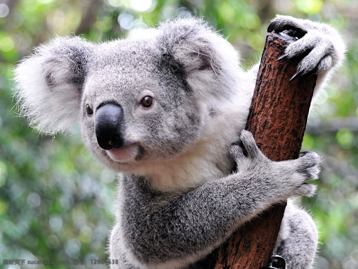 考拉 小考拉 哺乳动物 动物 野生动物 保护动物 澳洲动物 生物世界