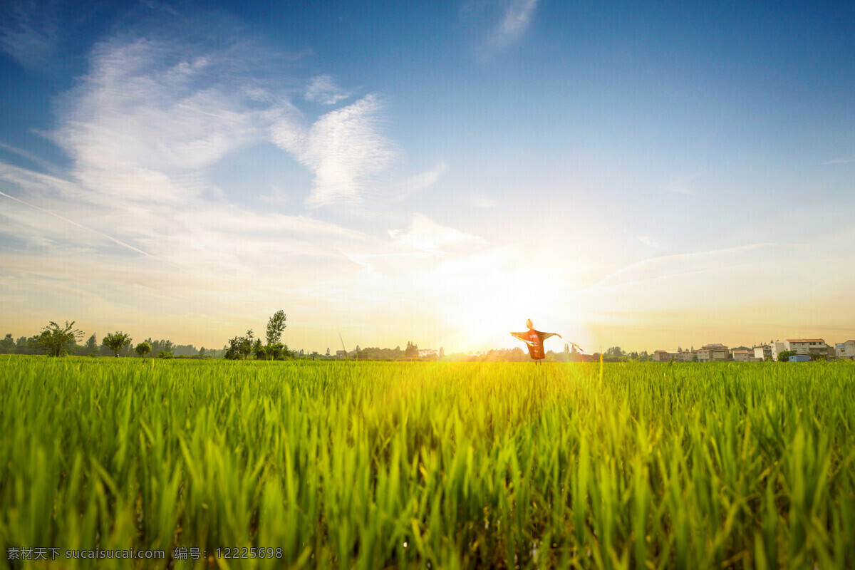 蓝天下的稻田 稻田 蓝天 草地 绿色 田野 农场 自然景观 田园风光