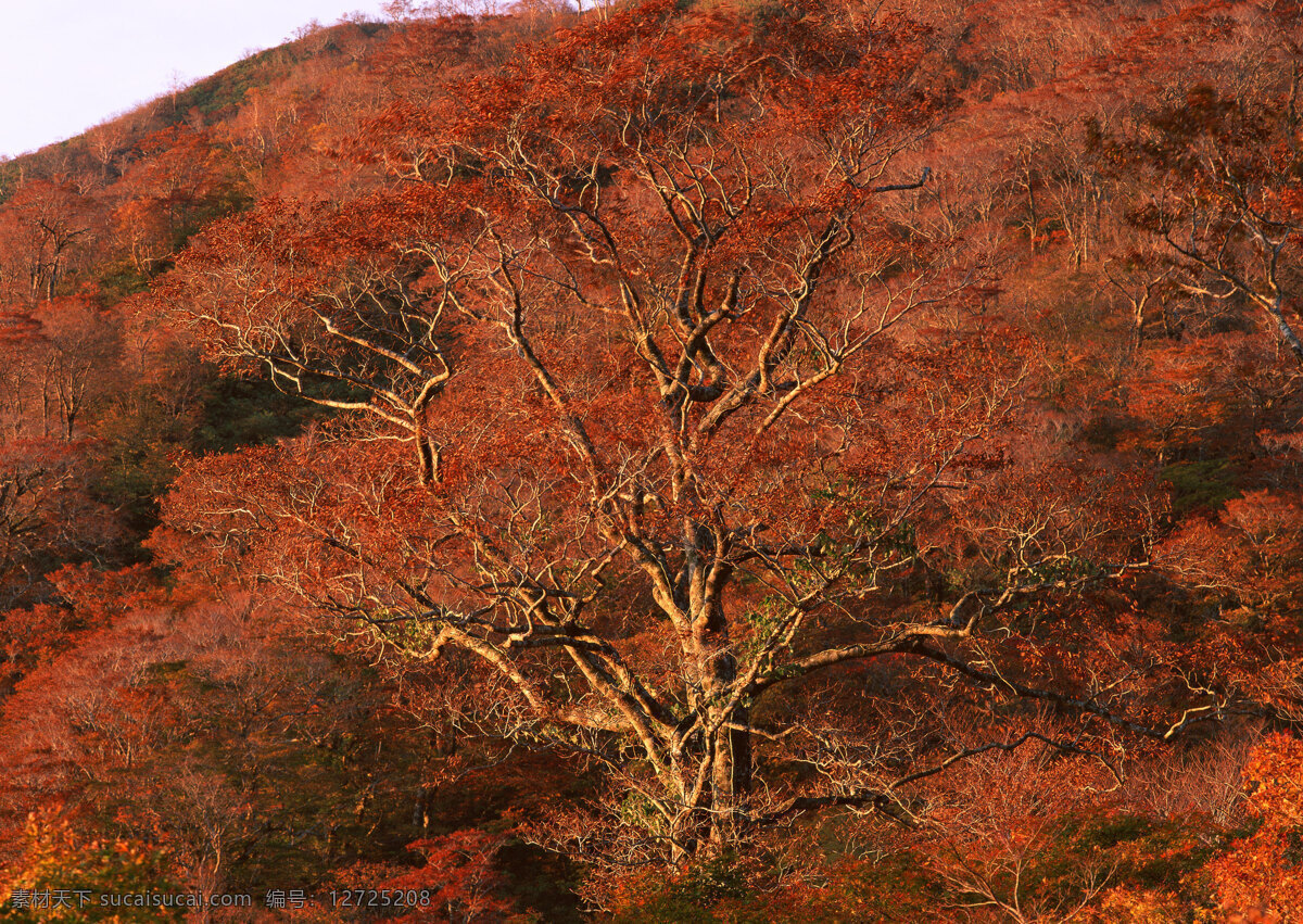 秋天 树林 美丽风景 自然风景 风景摄影 大自然 美景 景色 树木 森林 花草树木 生物世界