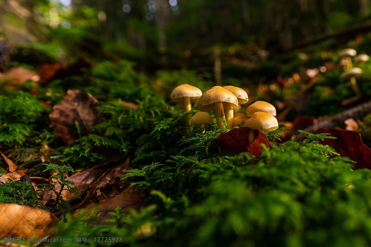 草地 上 小 蘑菇 秋季 森林 苔 森林的地面 秋 绿色 成长 自然保育 自然保护区 湿 潮湿 动植物 自然景观 自然风景