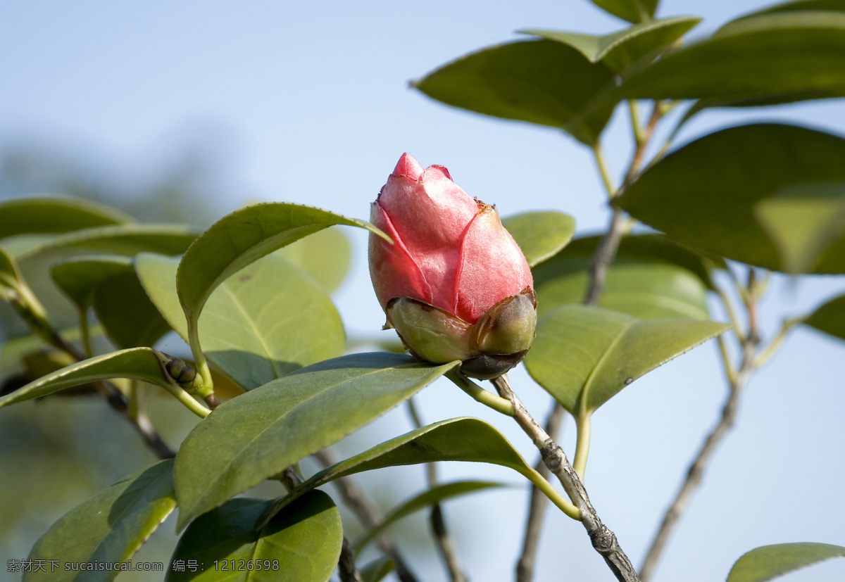 茶花 花苞 叶子 生物世界 花草 摄影图库