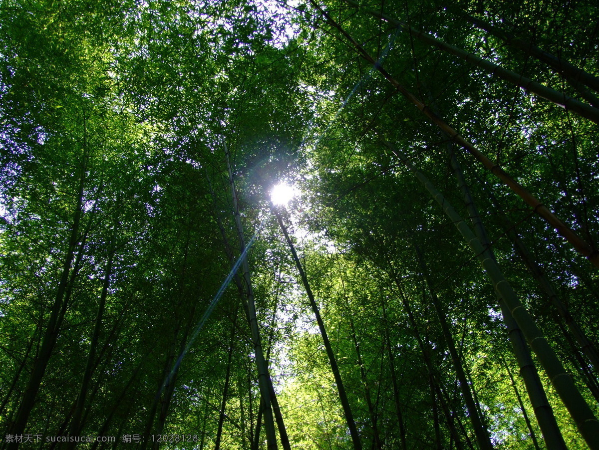 竹林 风光图片 毛竹 竹海 自然风景 自然景观 竹林风光 山上的毛竹 矢量图 日常生活