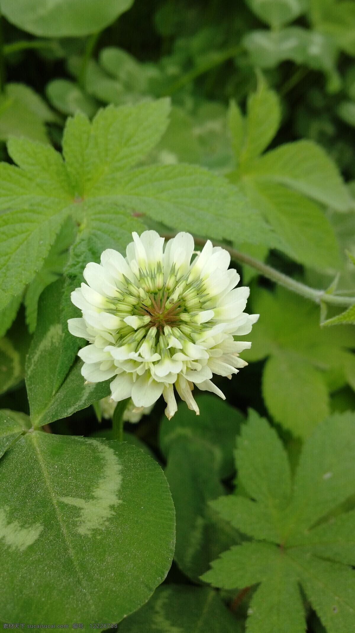 野花 白色 春天 花草 花朵 绿色 生物世界 psd源文件