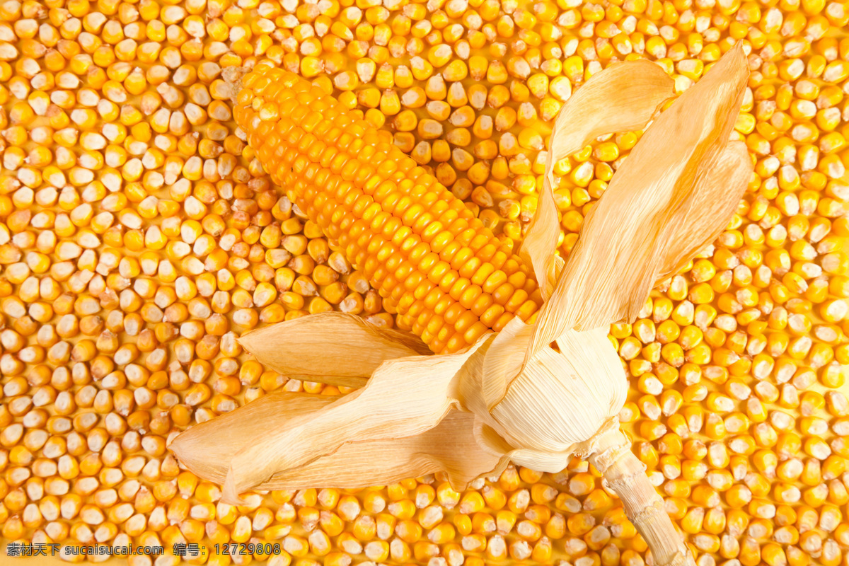脱水 金黄 玉米粒 玉米 苞米 粮食 粗粮 黄色 食材原料 农业生产 现代科技